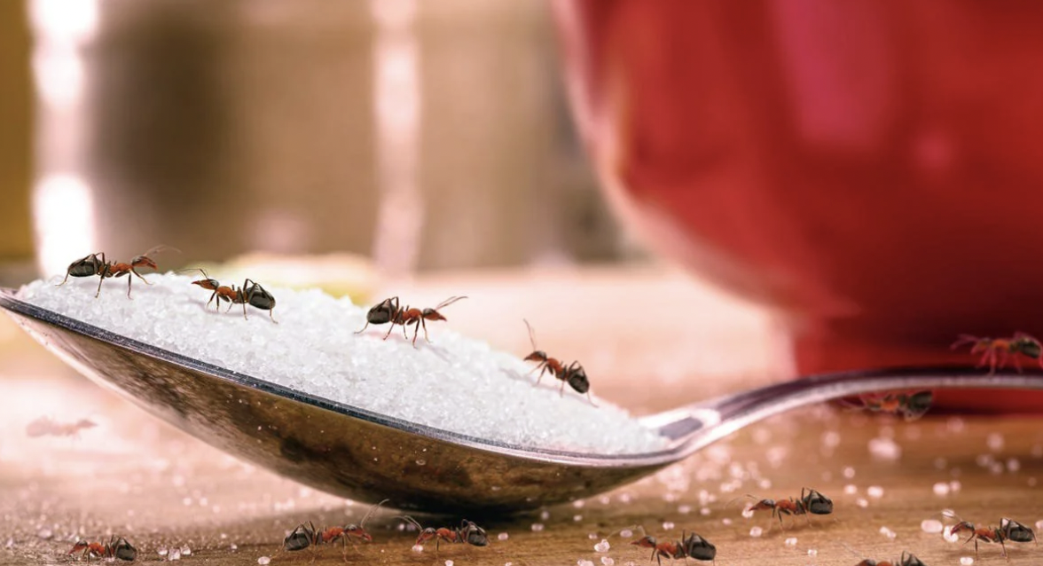 “If you kill an ant that’s infesting your home, they will release pheromones and act as a calling card for more ants to come into your home to recover their bodies and investigate the danger.”